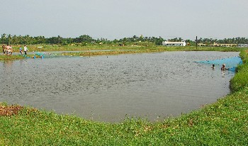 Pond